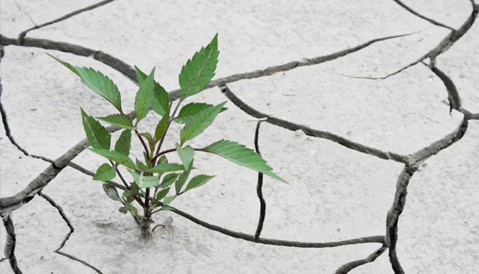 旱魃地帯に生える植物