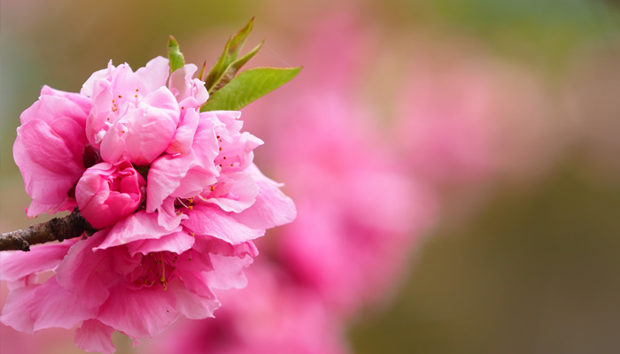 桃の木と桃の花