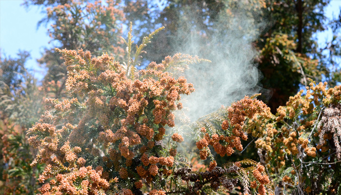 スギの木から大量に噴出する花粉