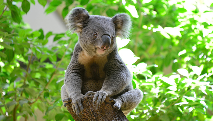 木に座るコアラ