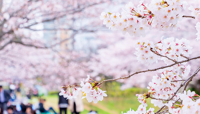 桜の花見