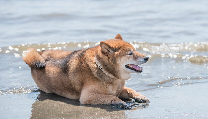 酷暑 海で涼む犬