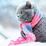 雪の中でマフラーをまいた猫