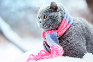 雪の中でマフラーをまいた猫