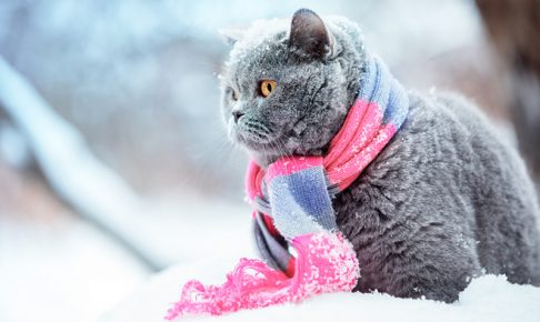 雪の中でマフラーをまいた猫