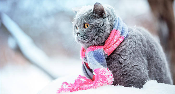 雪の中でマフラーをまいた猫