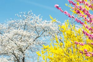 色とりどりの花の木