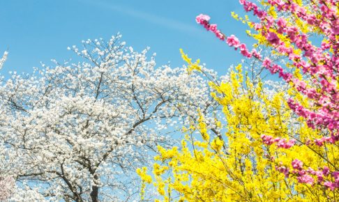 色とりどりの花の木