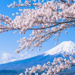 桜と富士山