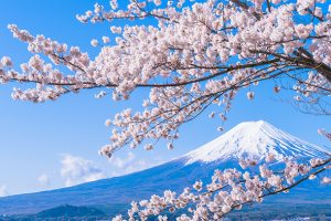 桜と富士山