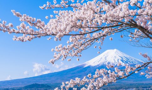 桜と富士山