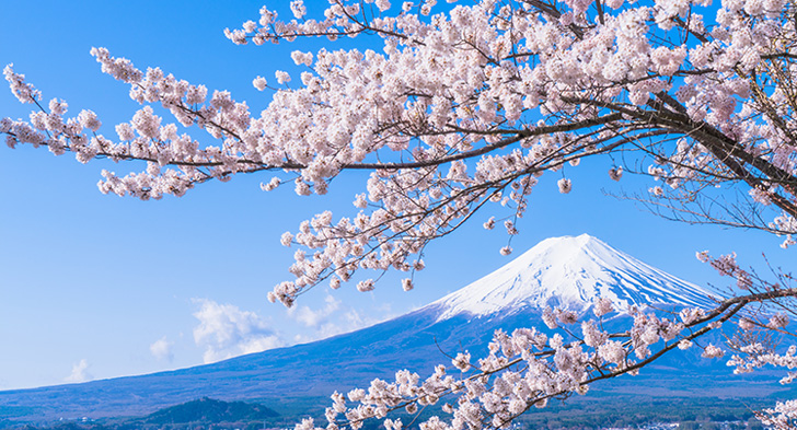 桜と富士山